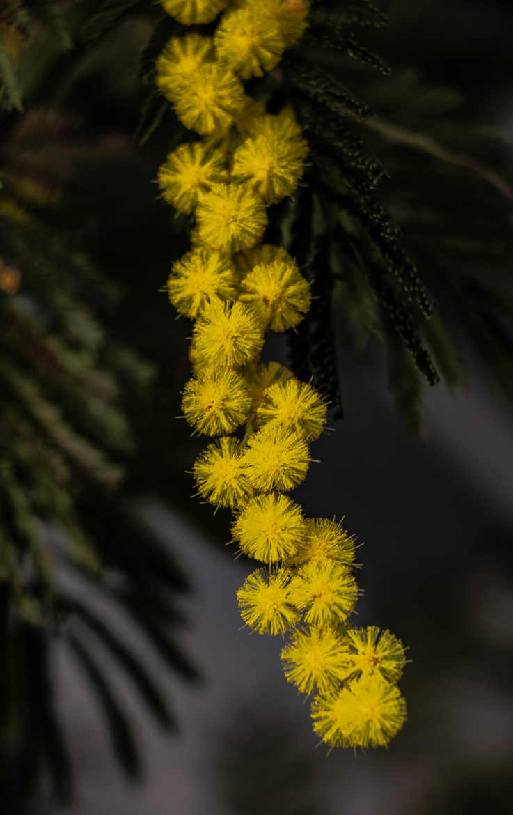 pompons mimosa