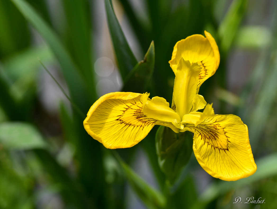 Iris beauté de la nature. 3