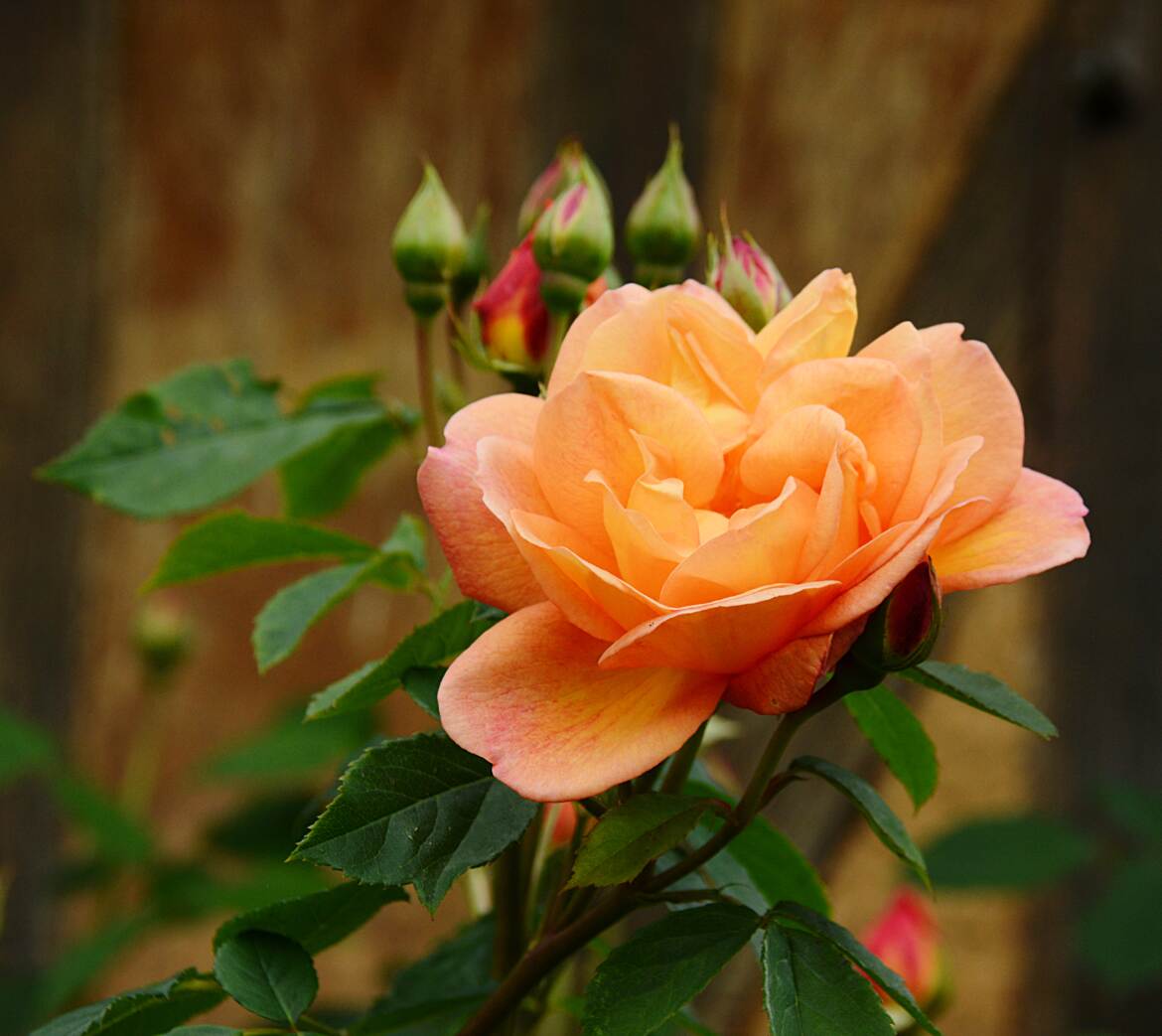 Rose orangée.