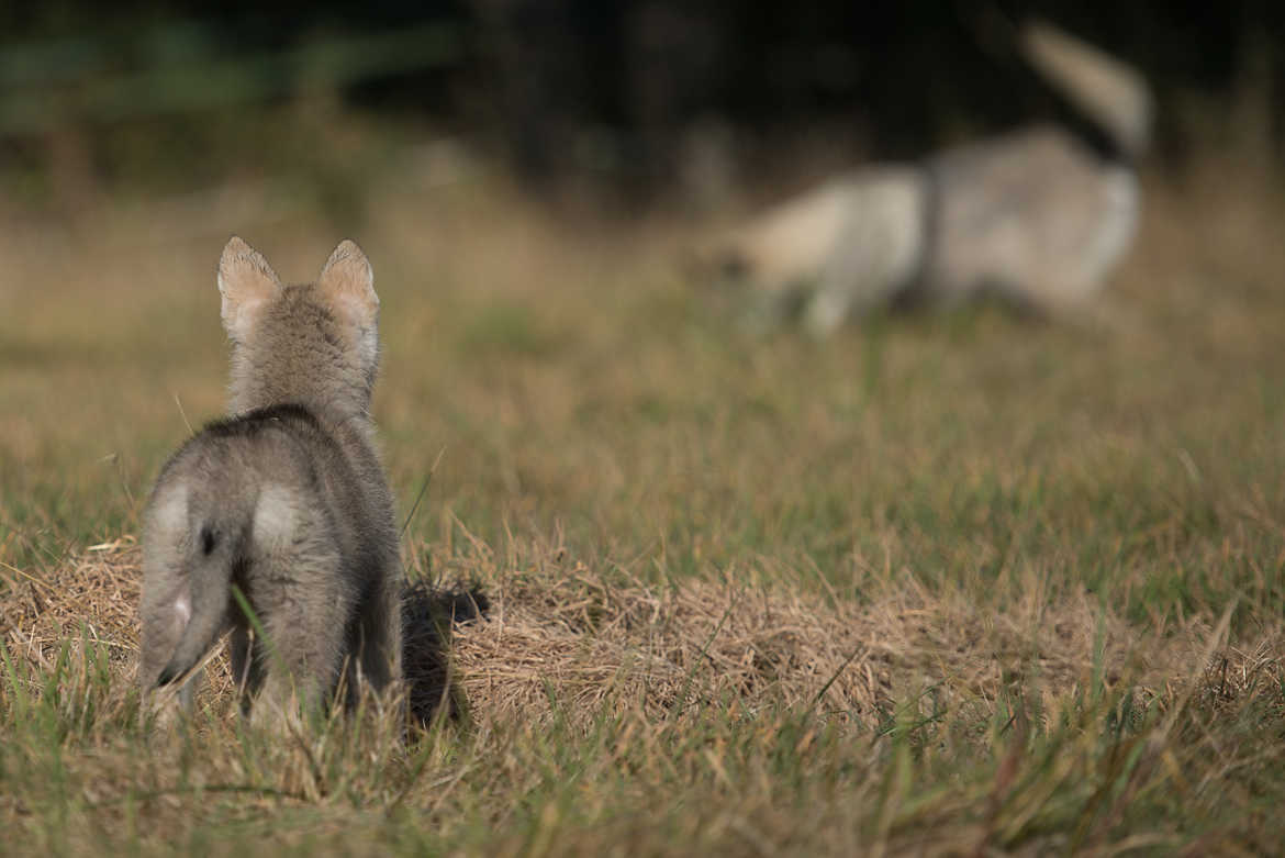 Apprentissage vicariant