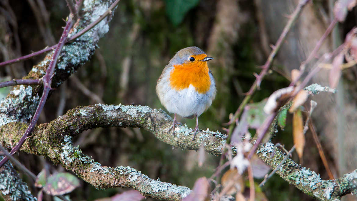 Rouge gorge