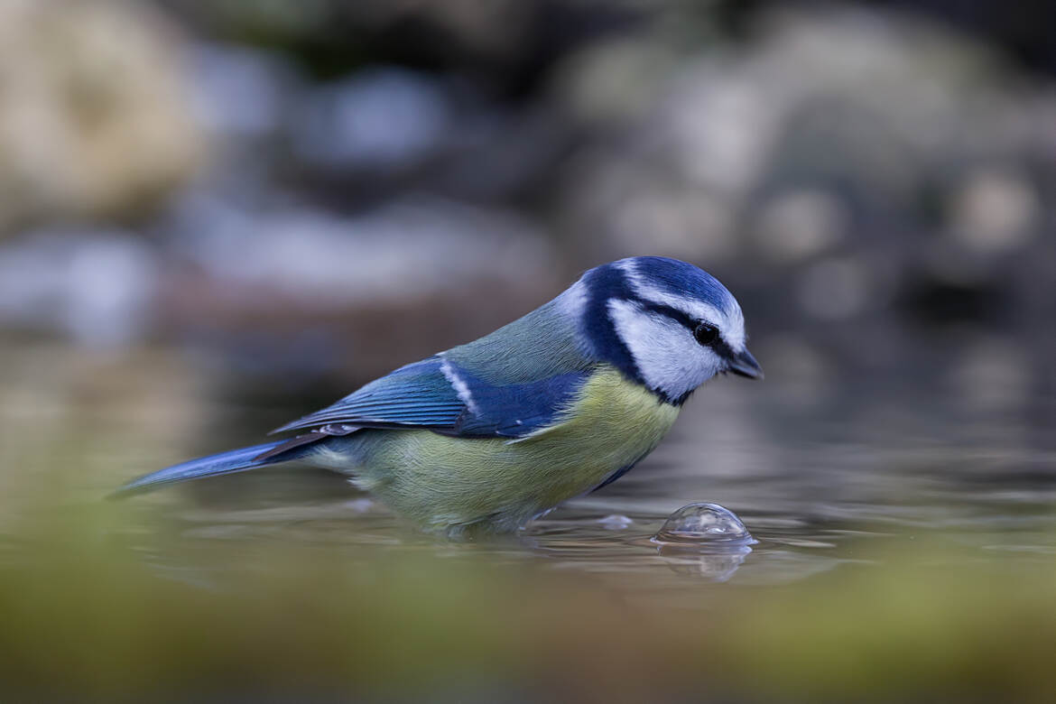 Plus fragile que la mésange