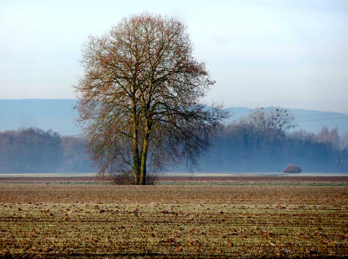 Arbre solitaire