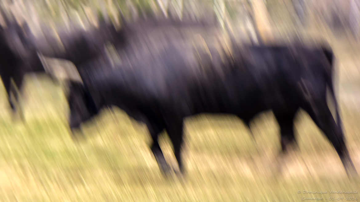 Camargue secrète