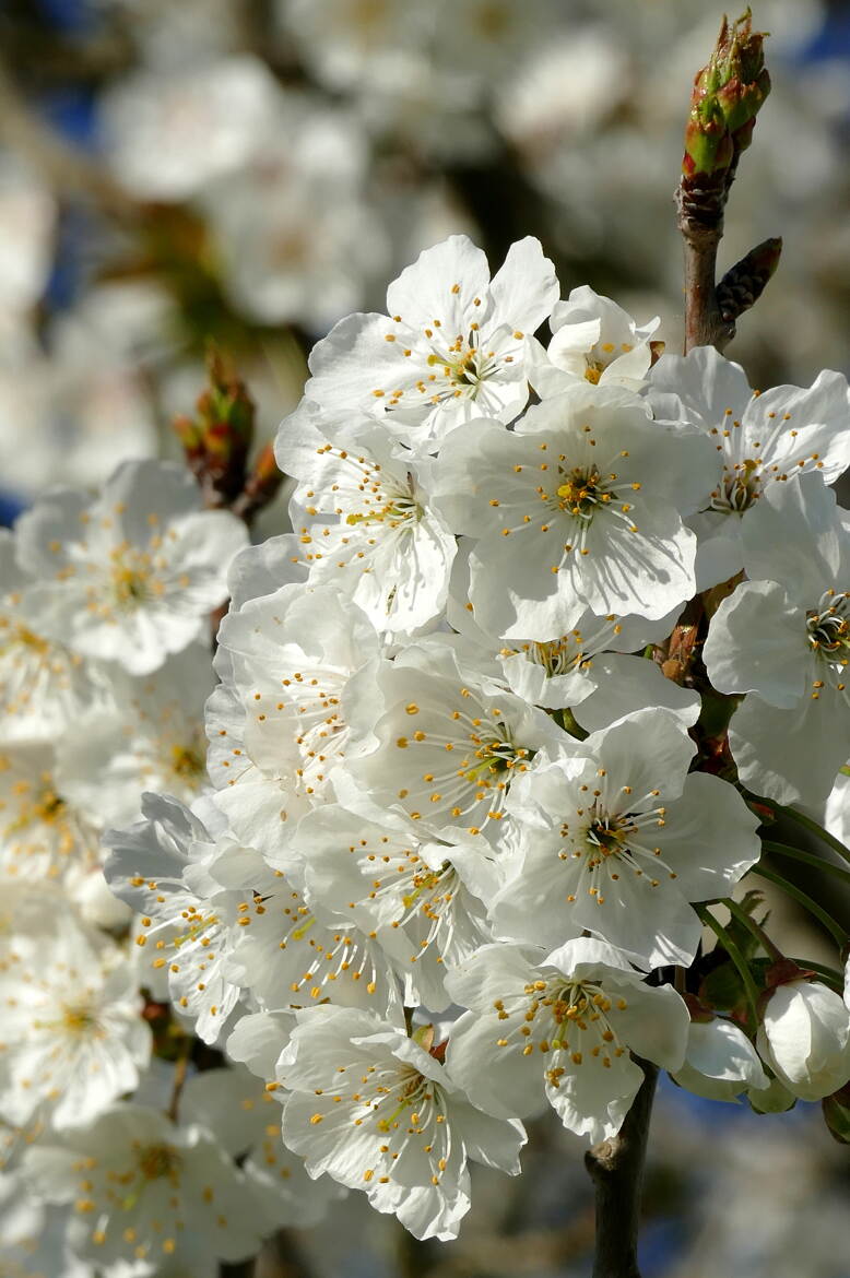 Une Année à Cerises ?