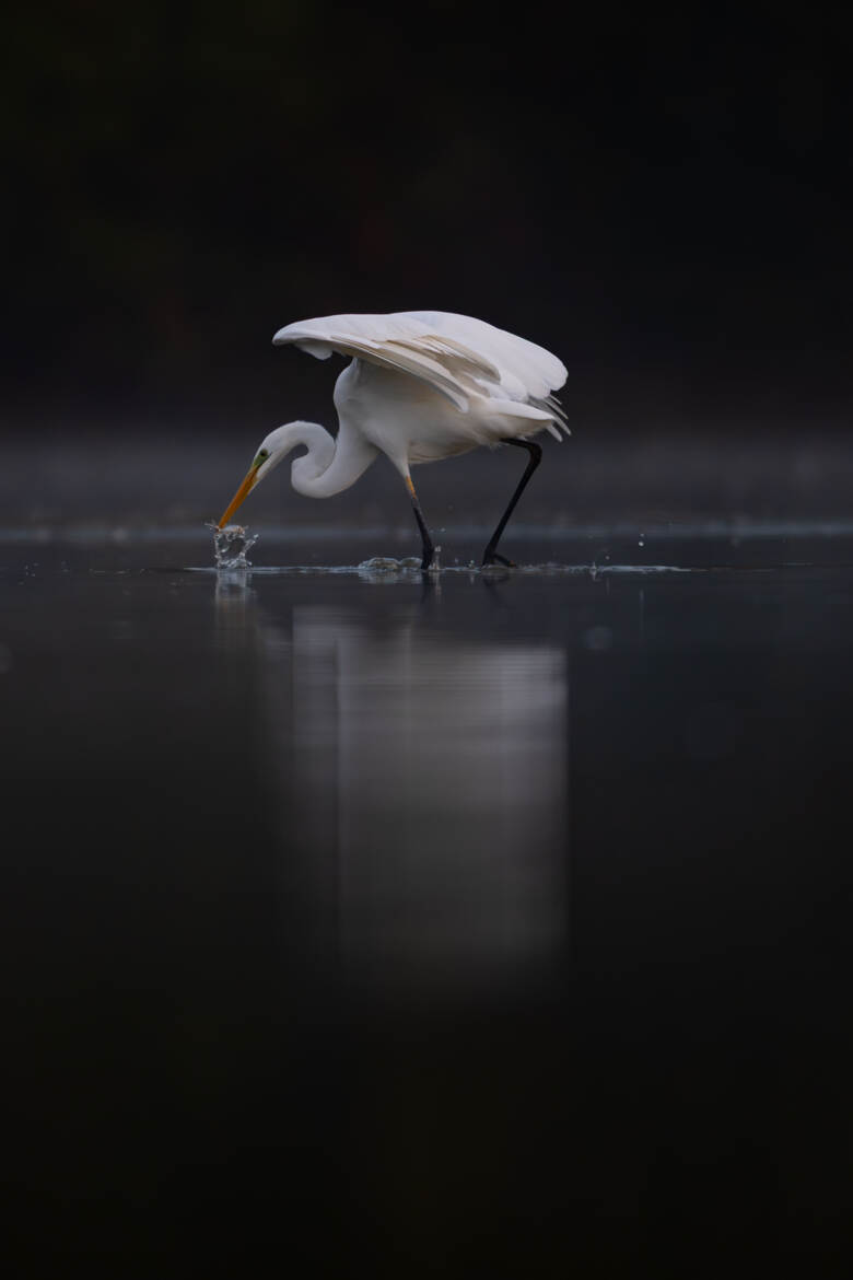Un gardon de moins dans l'étang...