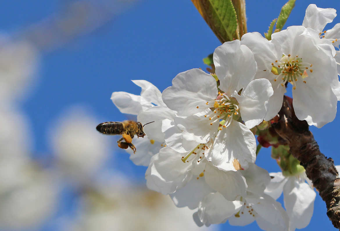 Pollinisation du cerisier