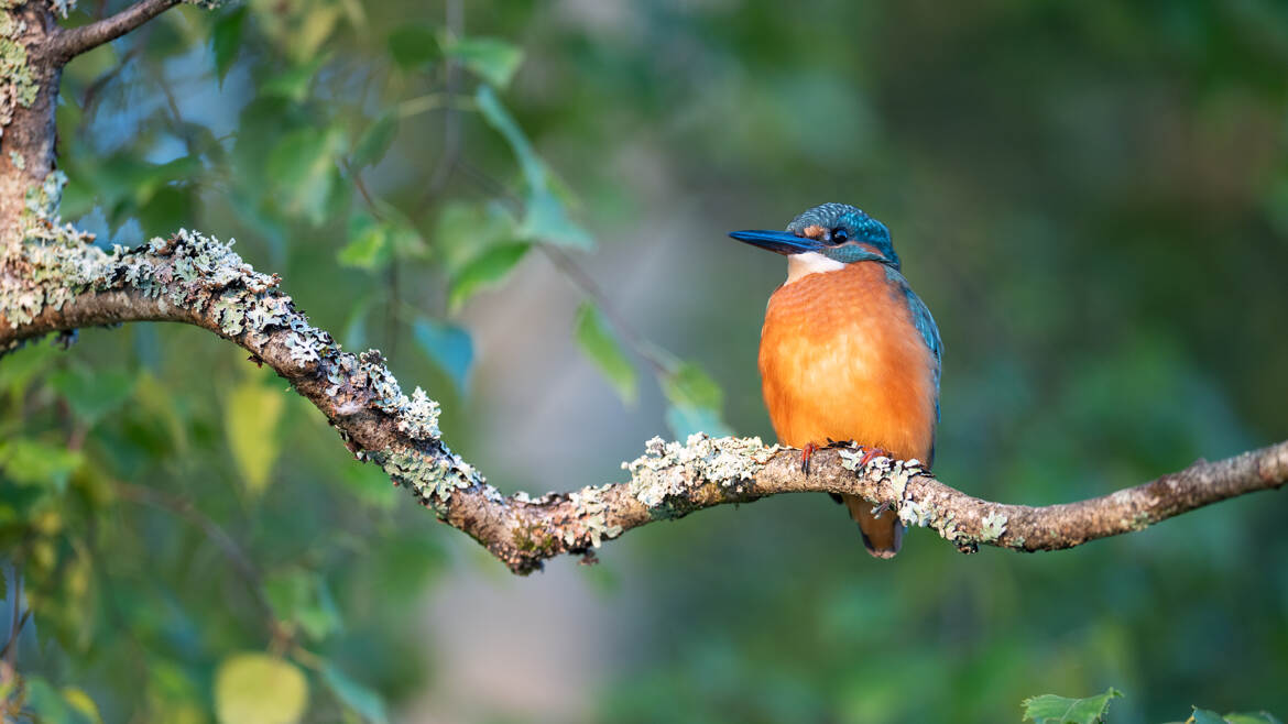 Sur un vieux bouleau