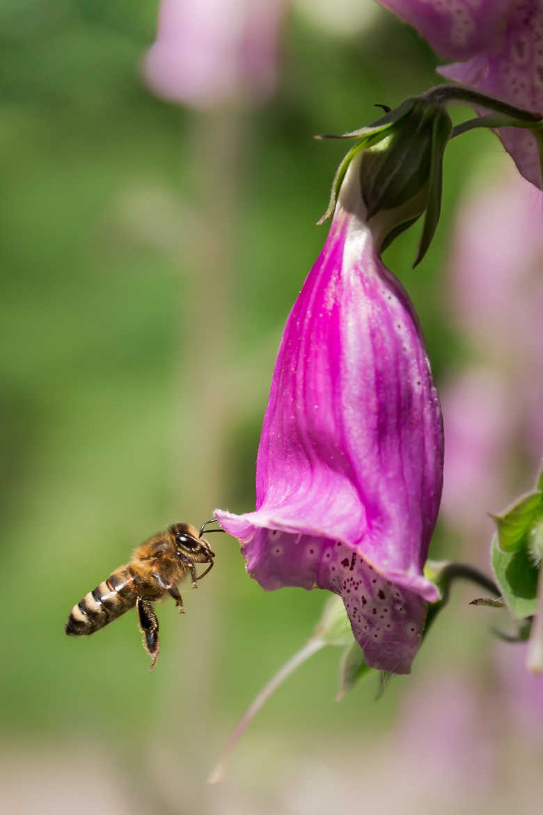 L'abeille et sa digitale