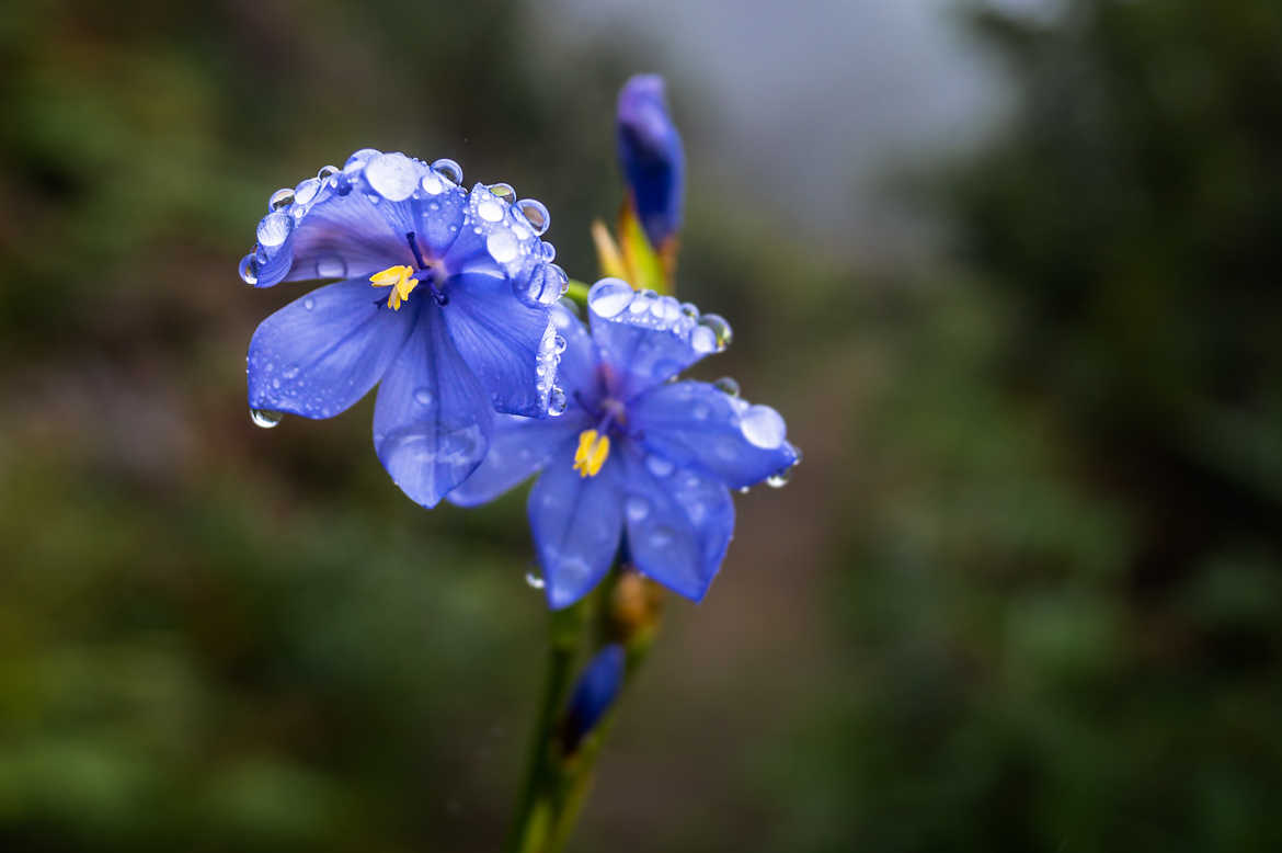 Fleur bleue à goutellettes