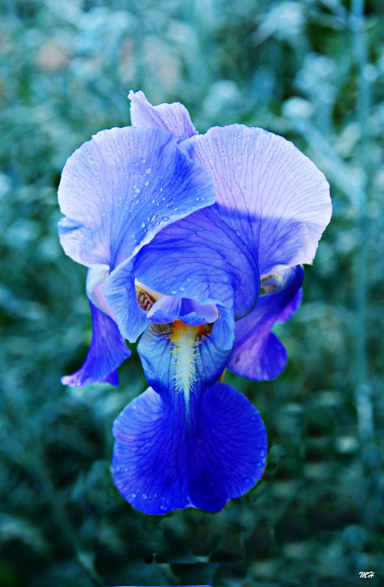 Iris bleu