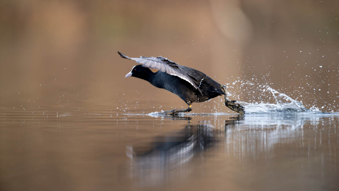 Marcher sur l'eau....