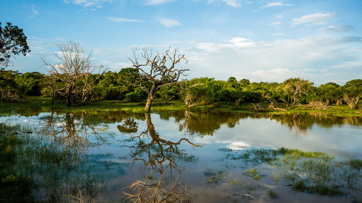 Paysage au Sri Lanka