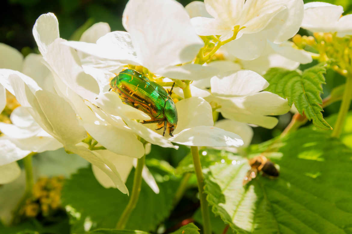 Le coléoptère