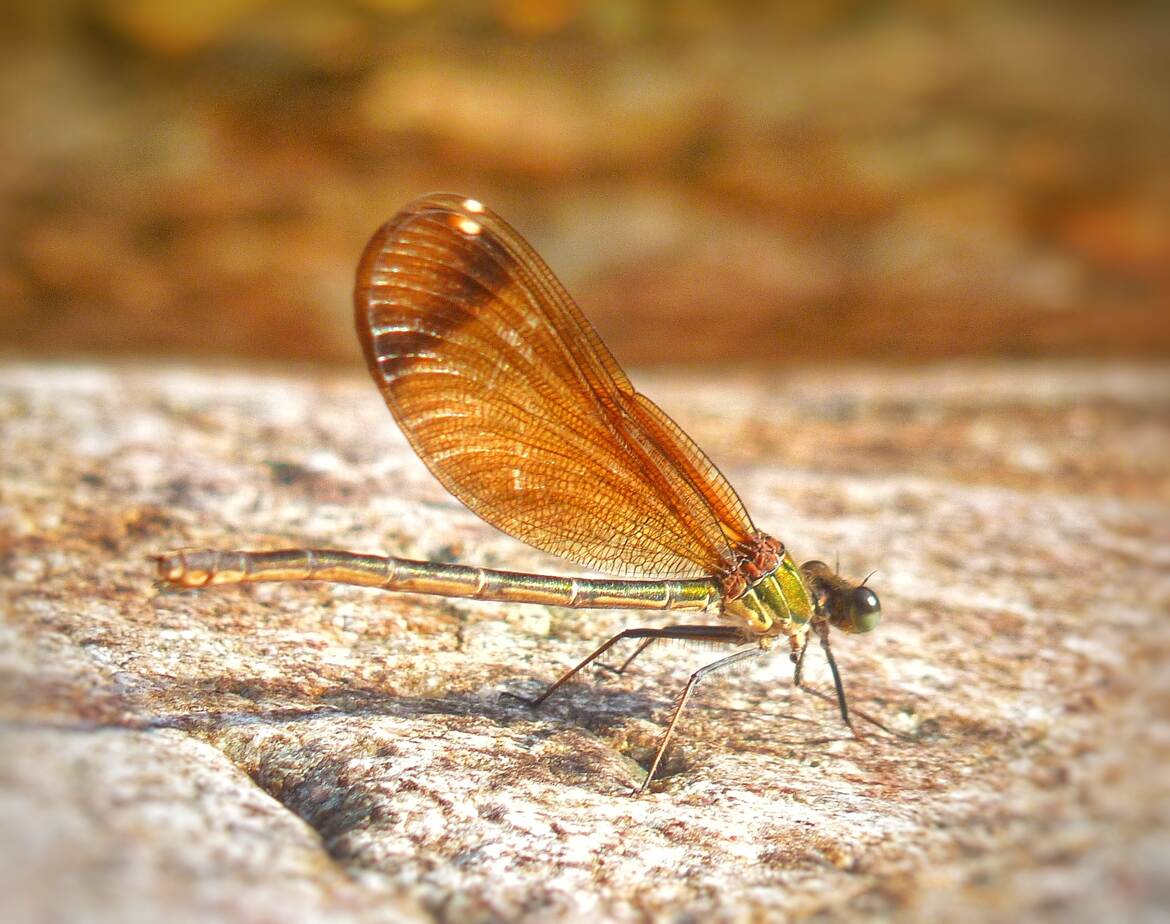 La libellule