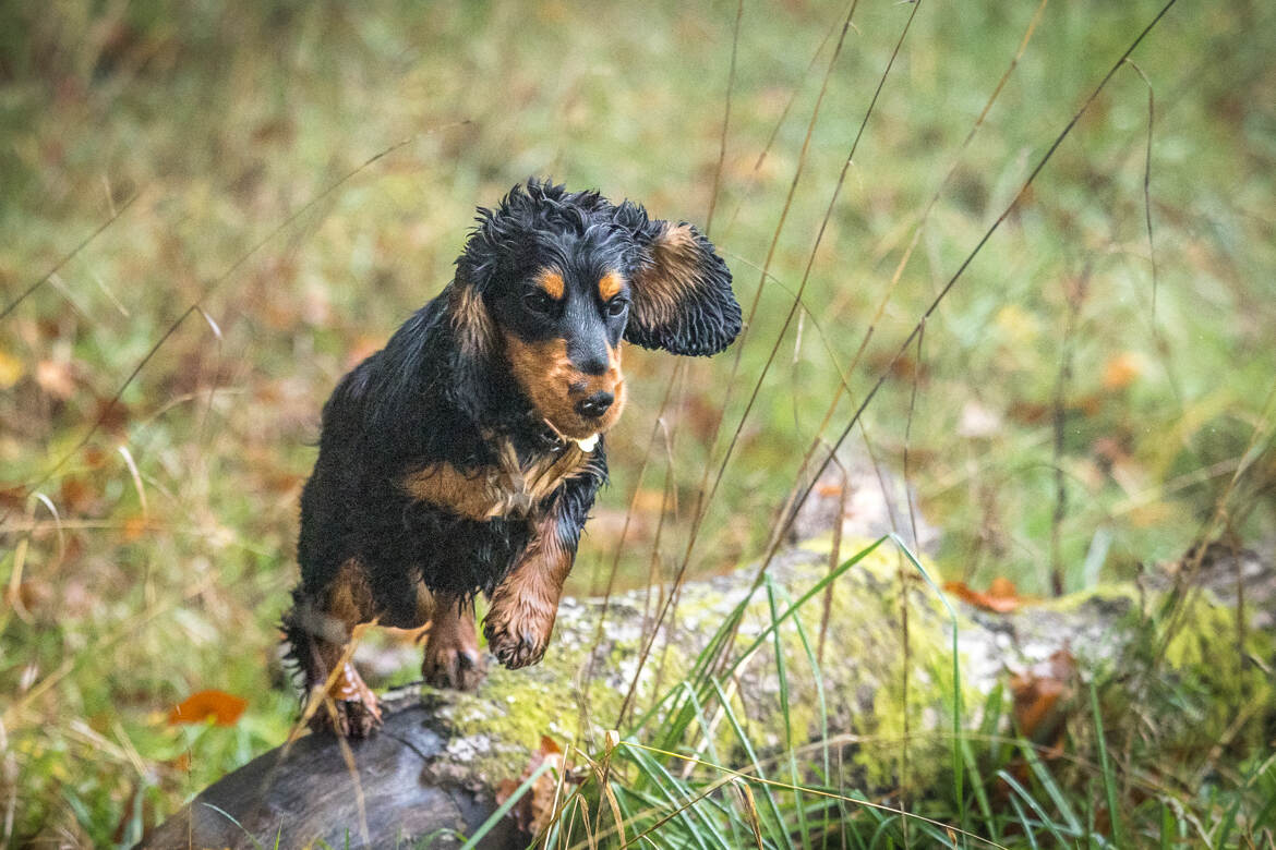 Cocker spaniel en action