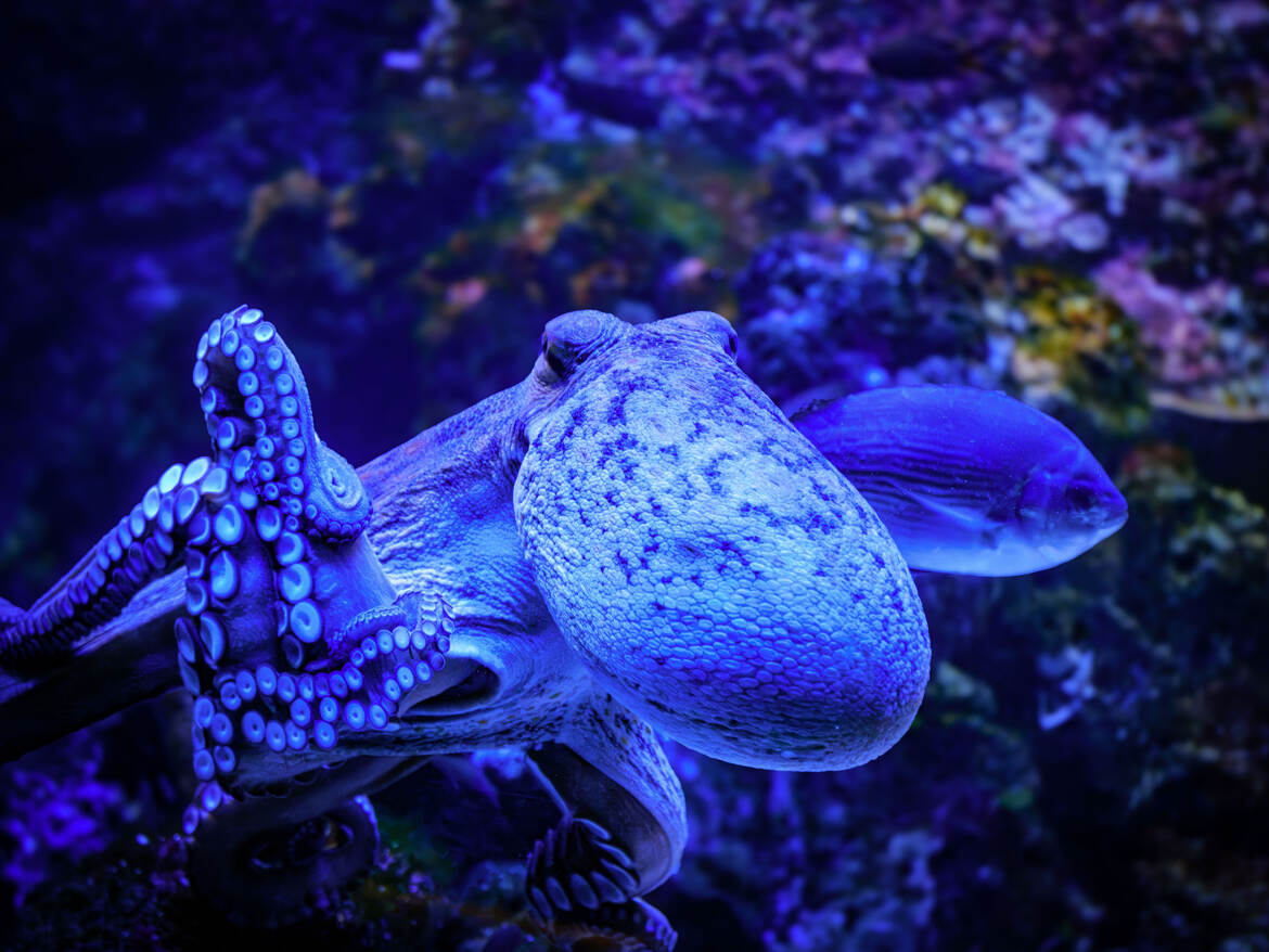 Octopus