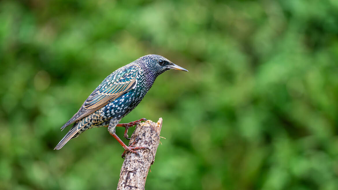 En plumage nuptial