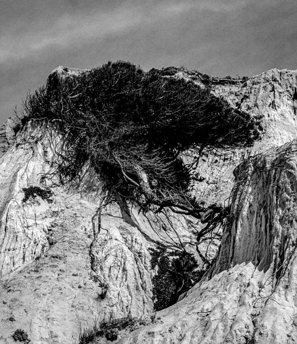 Adaptation de la flore