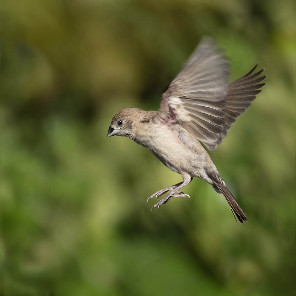 CAPUCIN L'ATTERRISSAGE