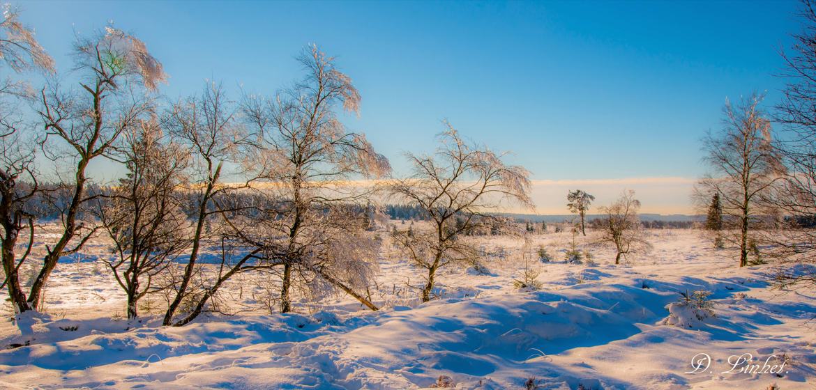 La Fagne sous la neige. 8