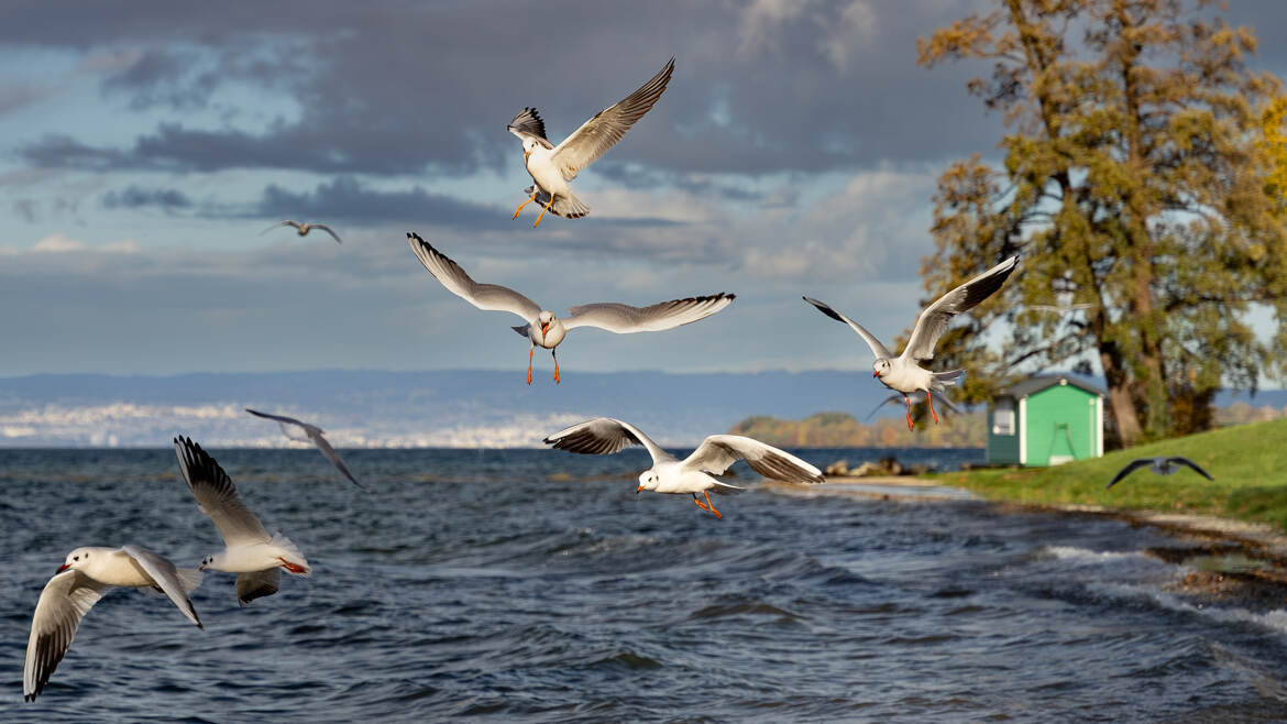 Mouettes en escadrille