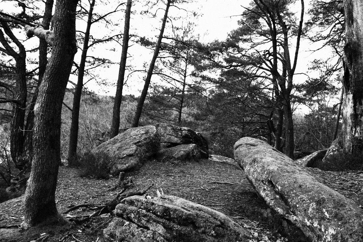 Forêt en N&B !