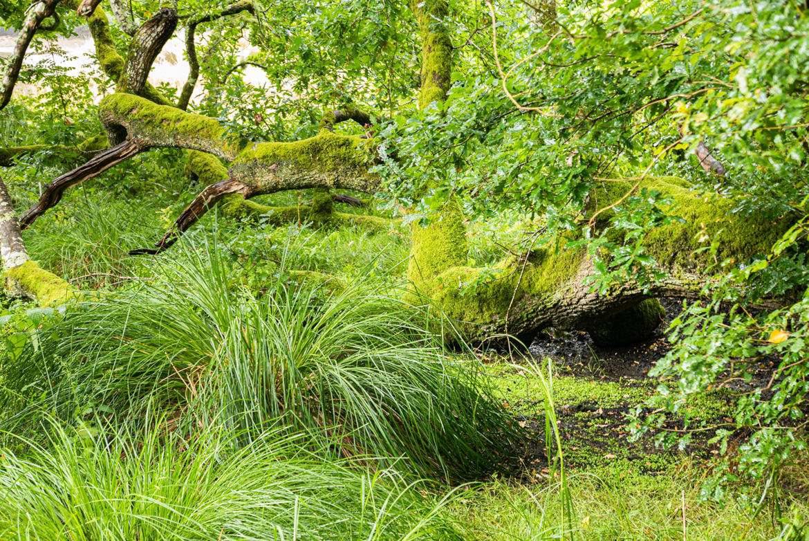 Nature de vert vêtue