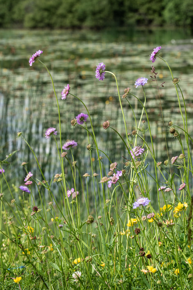 Bord de lac