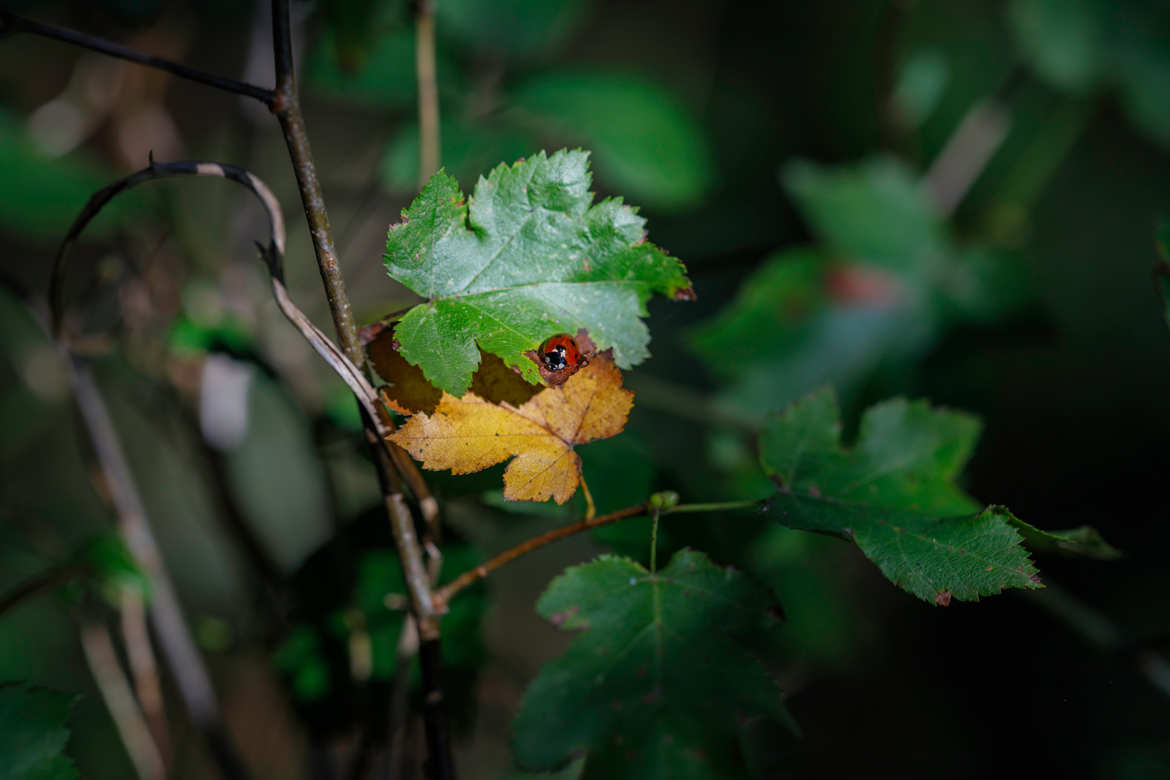 Coccinelle d'automne