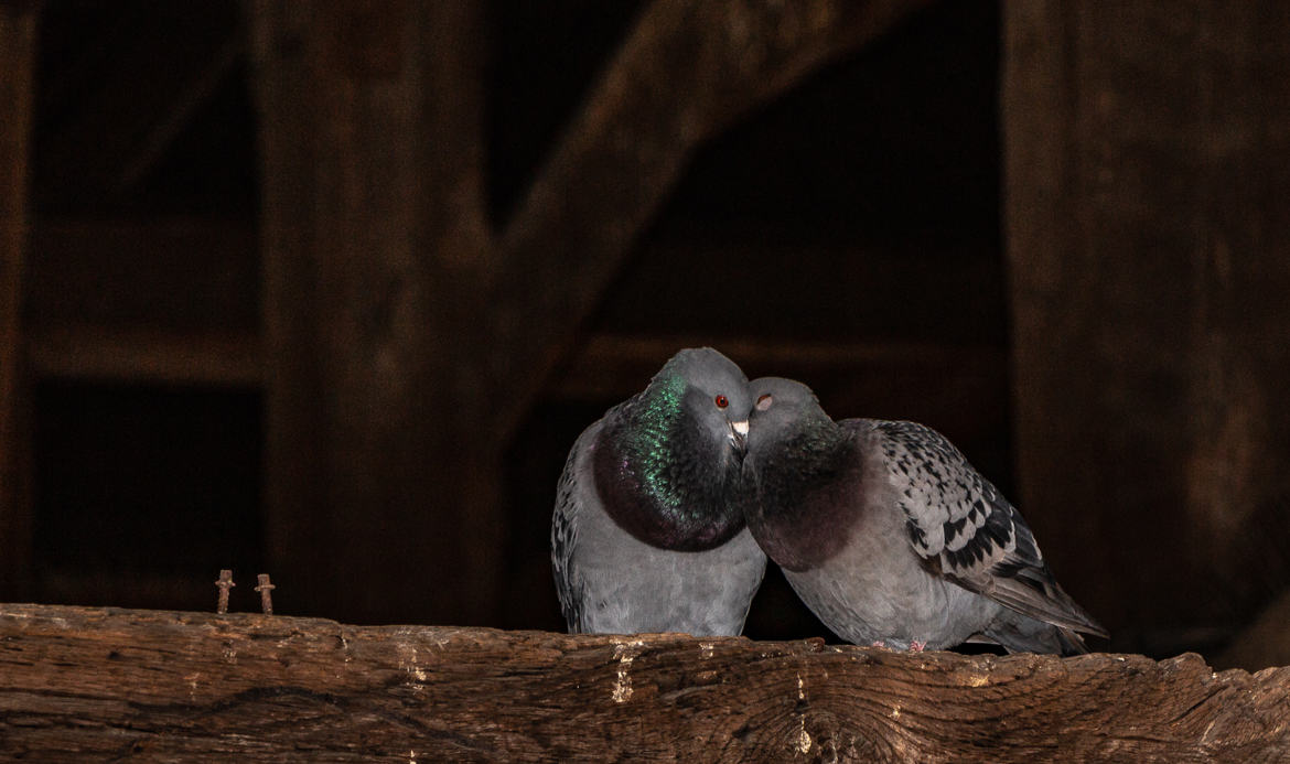 l'amour tendre