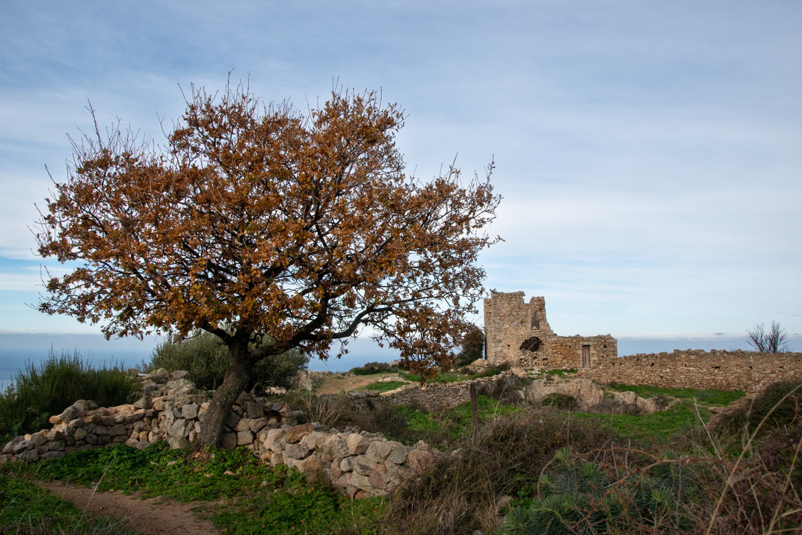 le chêne d'Occi