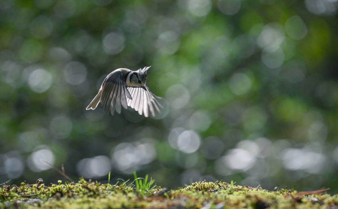 Mésange huppée