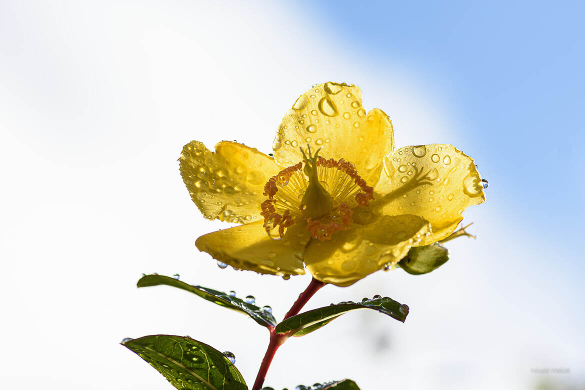 ombre, transparence et goutte d'eau