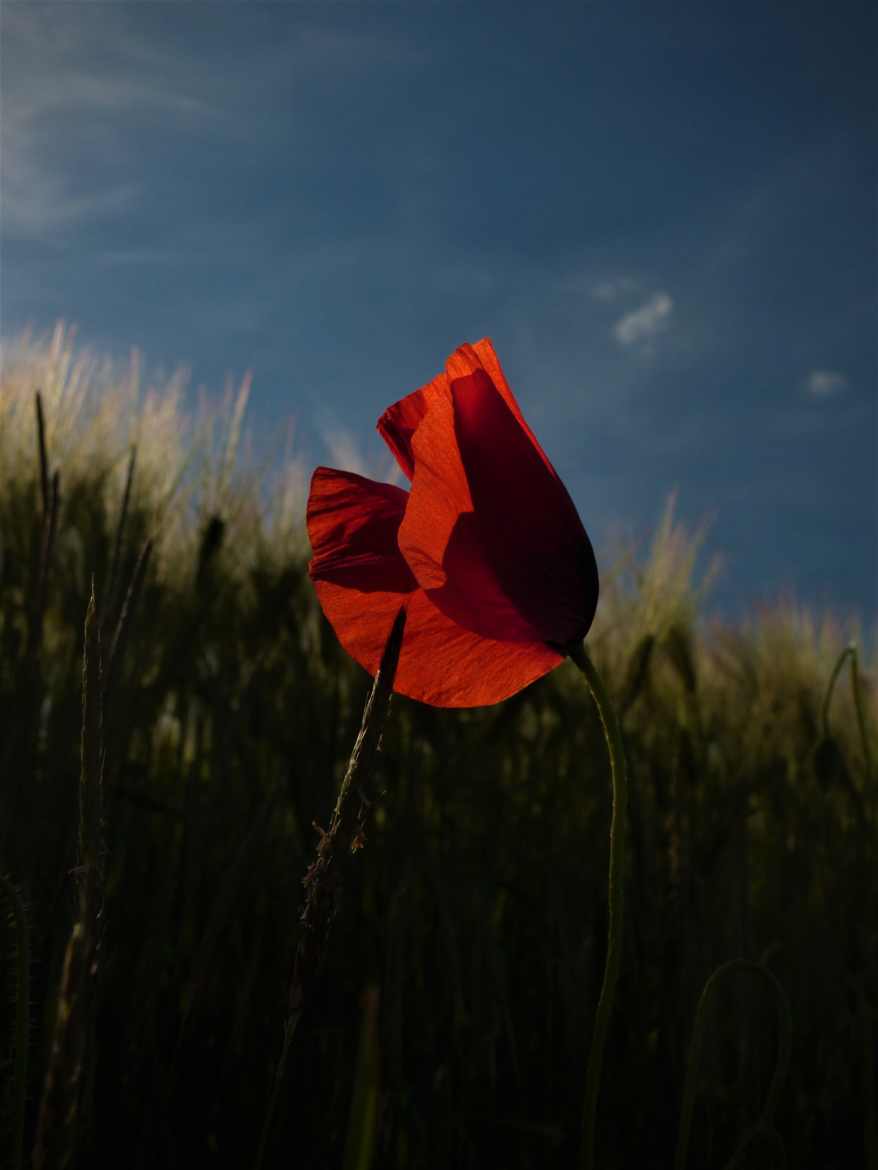 Coquelicot et blé