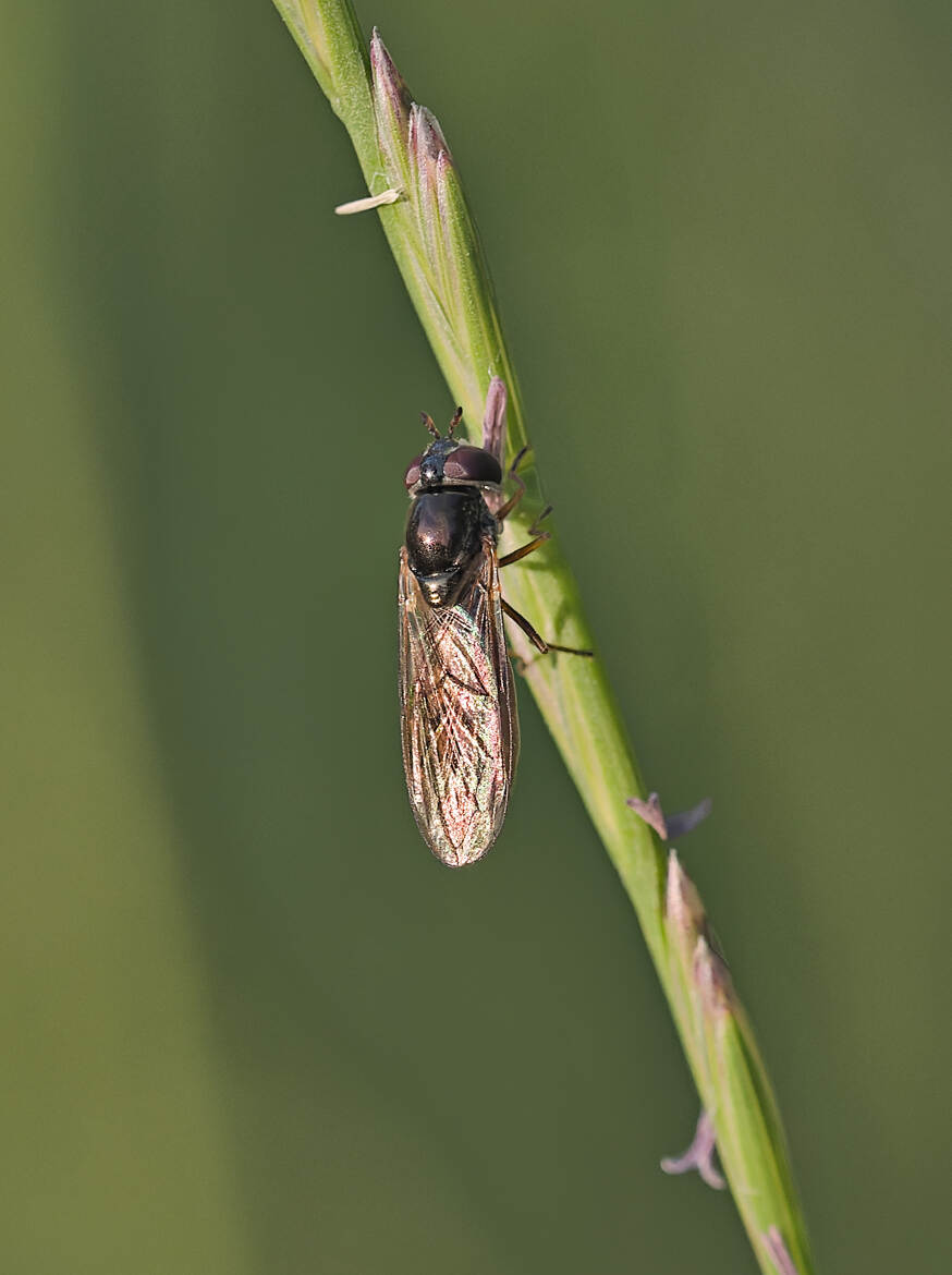 Syrphe à tête noire