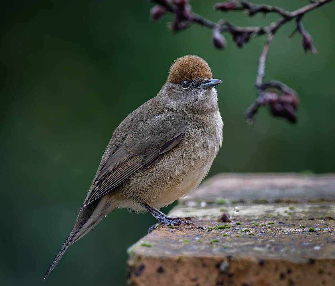 Fauvette à tête noire