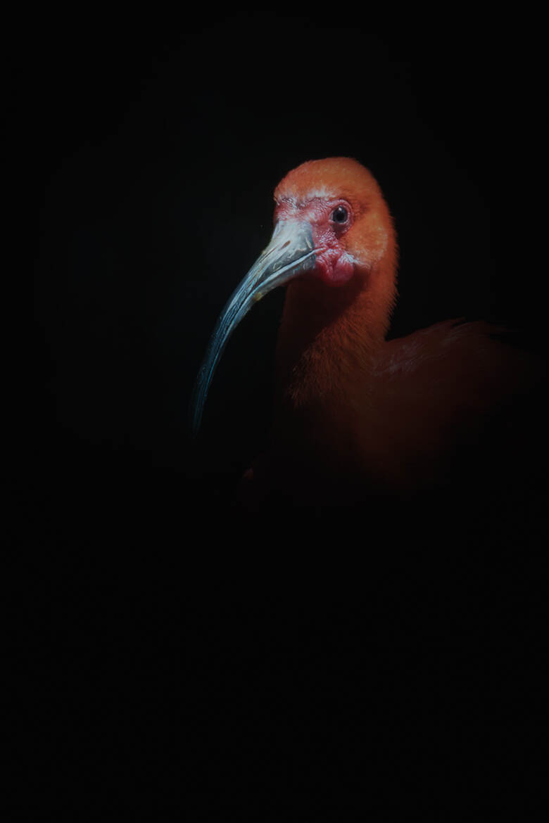 Portrait d'Ibis