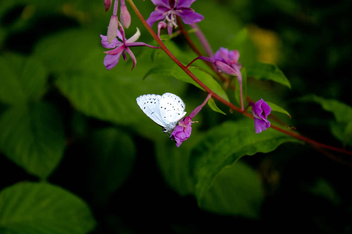 papillon