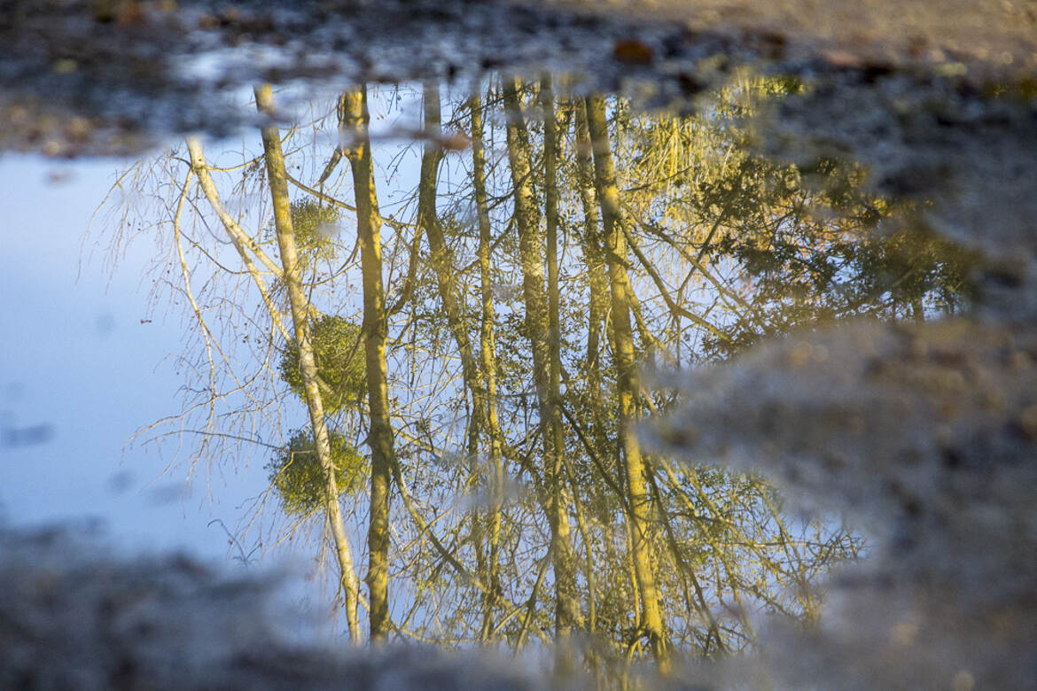 Le reflet