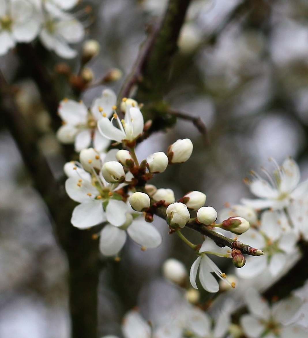 Bourgeons