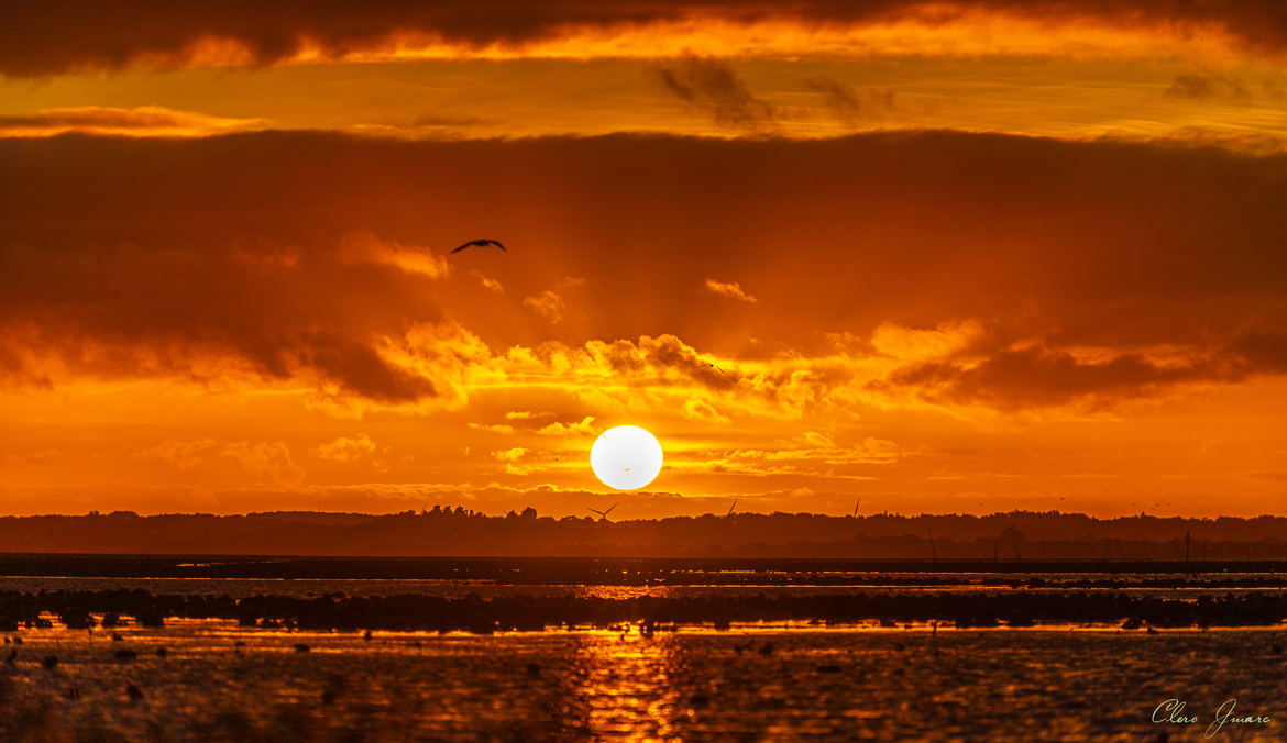 Le soleil et l'oiseau