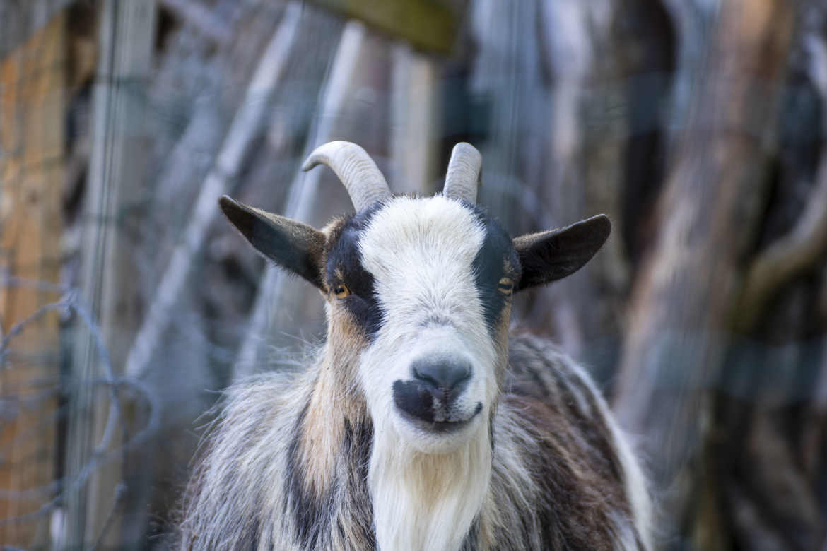 une chevre