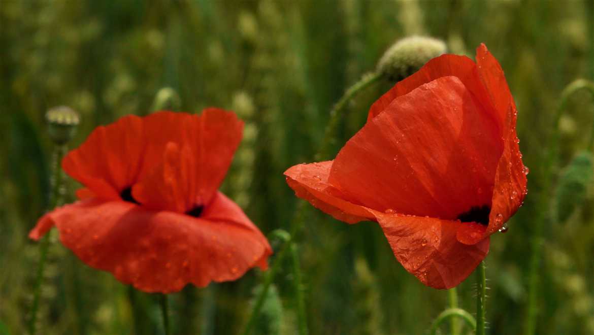 coquelicots