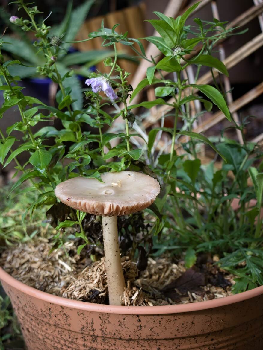 Un intrus dans le pot