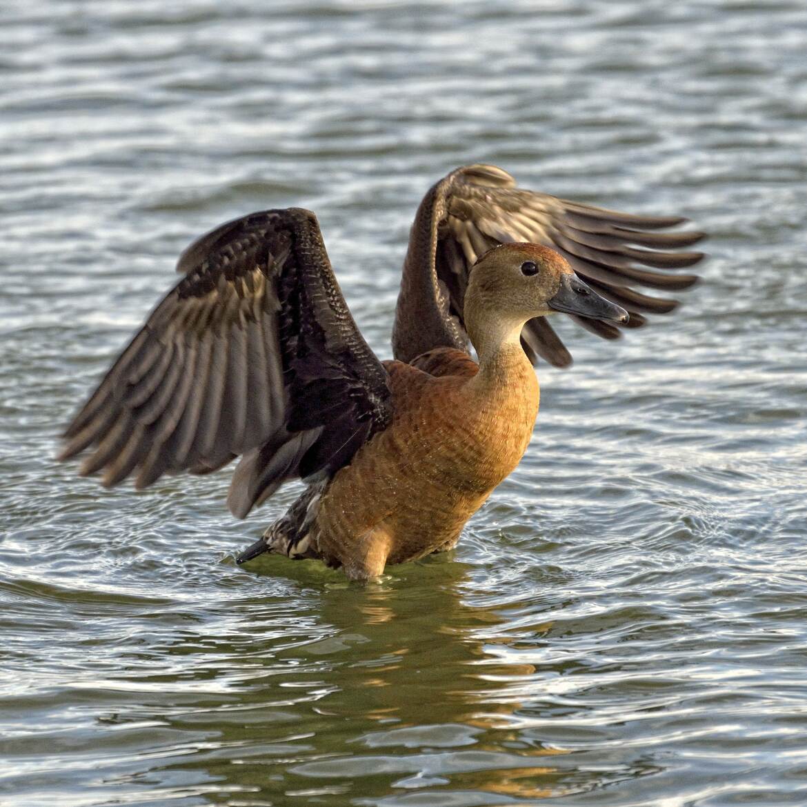 Dendrocygne siffleur