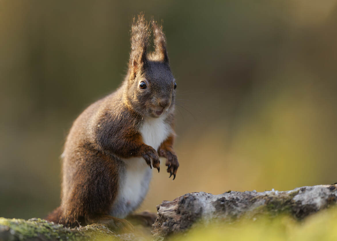 P'tit regard malicieux