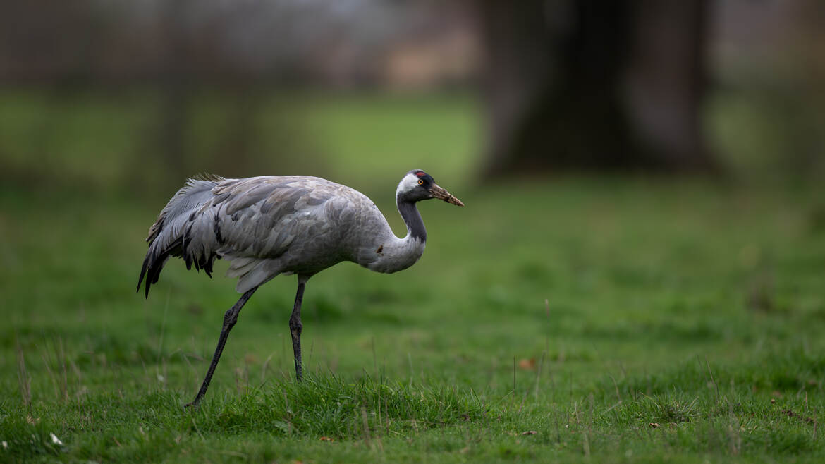 Grue cendrée, libre et sauvage