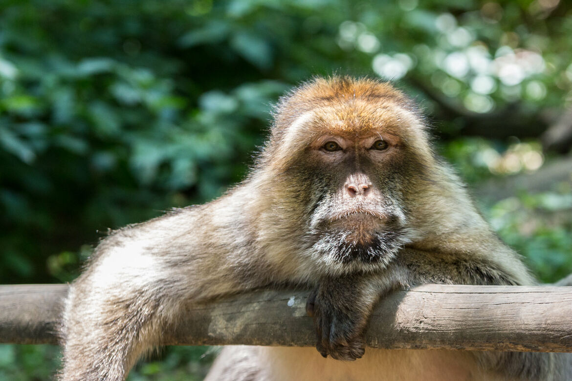 Regard solitaire