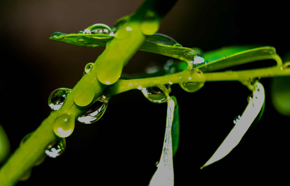 La pluie